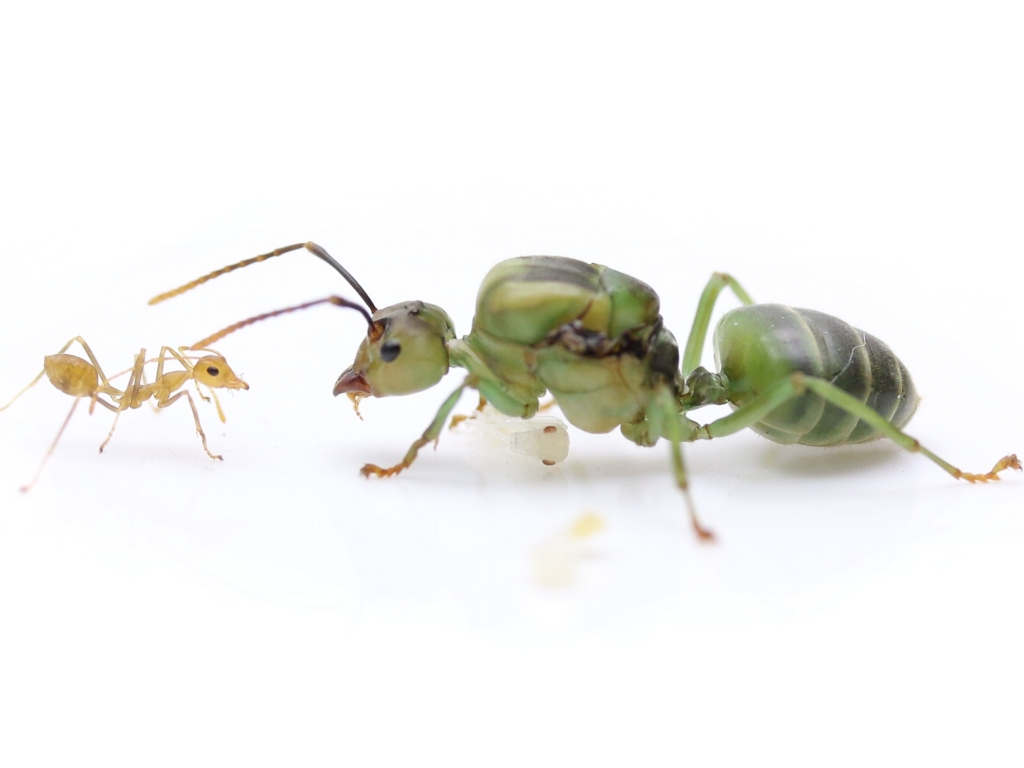 Oecophylla smaragdina (asian weaver ants)